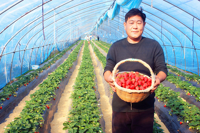 2025��ɽ�|��ݮ�a(ch��n)�I(y��)����A�M���_�����f���R�ϲ�ݮ�@��ժ�ý�